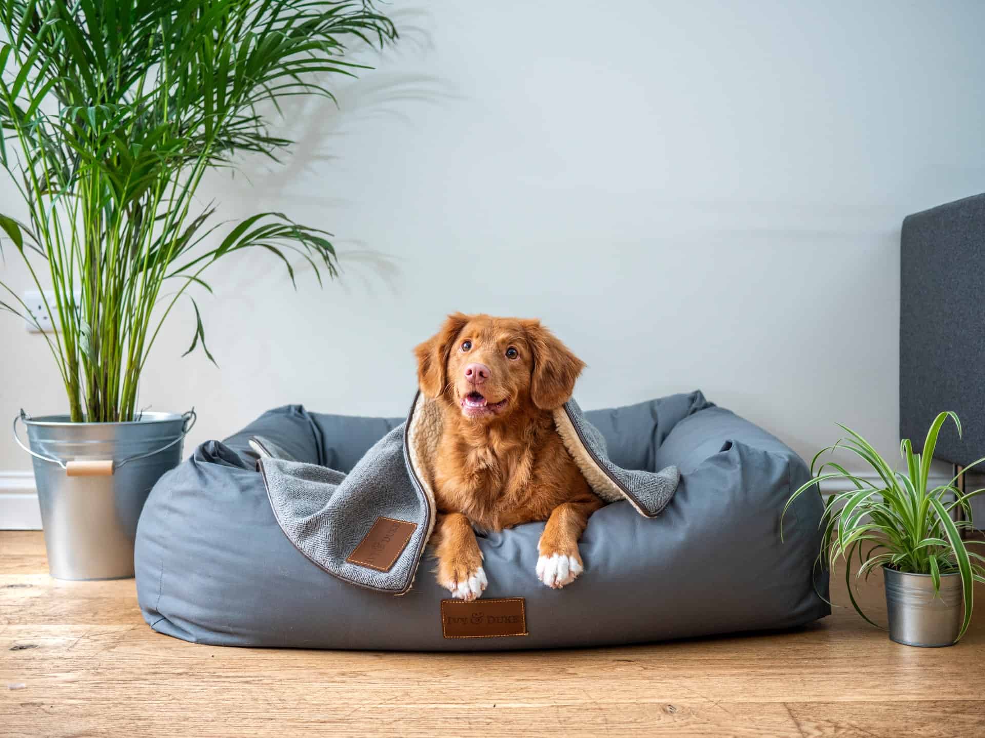 eco friendly dog beds