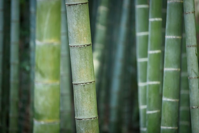 bamboo tissues