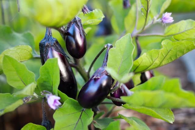 growing eggplant in texas