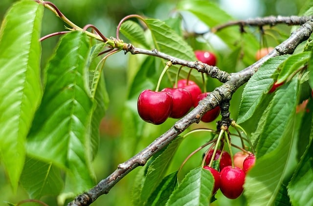 low maintenance fruit trees