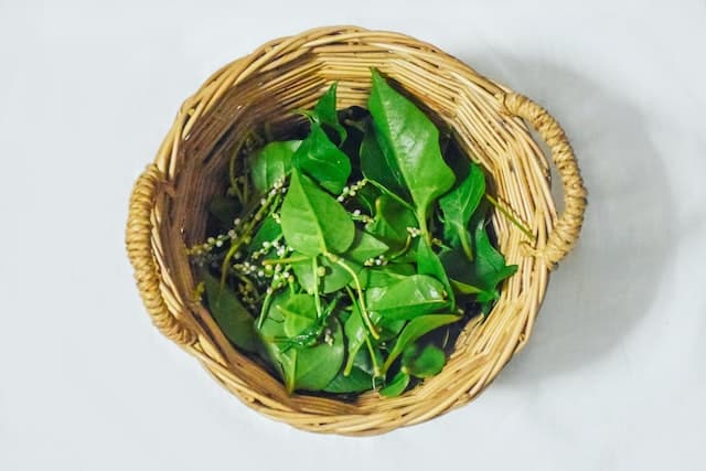 malabar spinach spacing