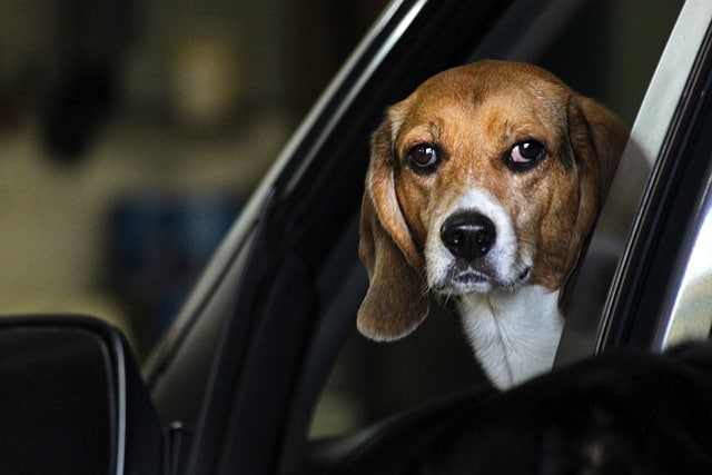 best electric car for dogs