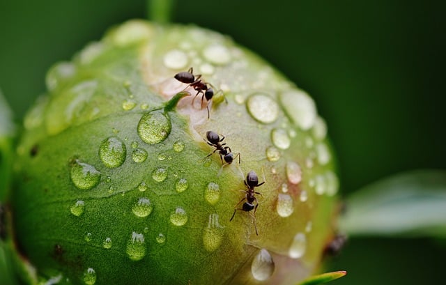 eco-friendly ant killer